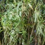 Destruyen plantío de marihuana en Hostotipaquillo, Jalisco
