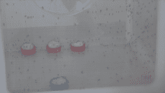 dengue
