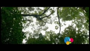 https://vimeo.com/365795028