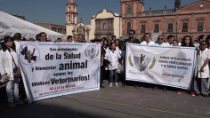 veterinarios