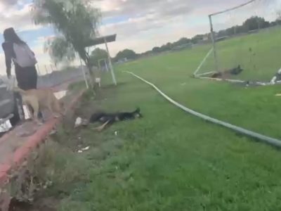 Con arma de fuego, hombre habría matado a dos perros; Fiscalía inicia investigación 7 Pau01Perros