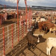 México suspende importación de animales vivos de EUA por gusano barrenador 8 01 9