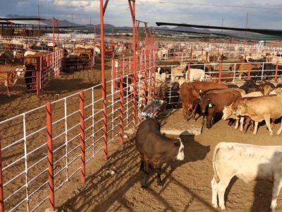 México suspende importación de animales vivos de EUA por gusano barrenador 16 01 9