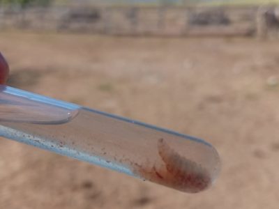 Guanajuato detecta sus primeros casos humanos de miasis por gusano barrenador 37 02 5