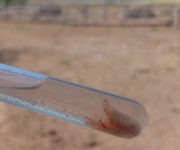 Guanajuato detecta sus primeros casos humanos de miasis por gusano barrenador 5 02 5