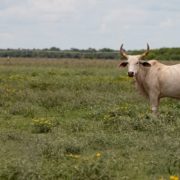 USDA detecta nuevos casos de gusano barrenador en Texas y Nuevo México 10 04 8