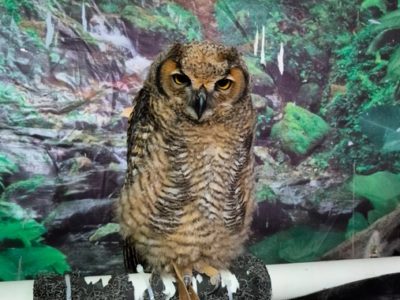 Profepa rescata búhos, una lechuza y un cocodrilo en feria de Veracruz 41 05 4