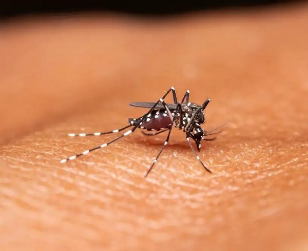Brasil suspende temporalmente vacuna nacional contra el dengue tras reportarse dos fallecimientos 5 10 7