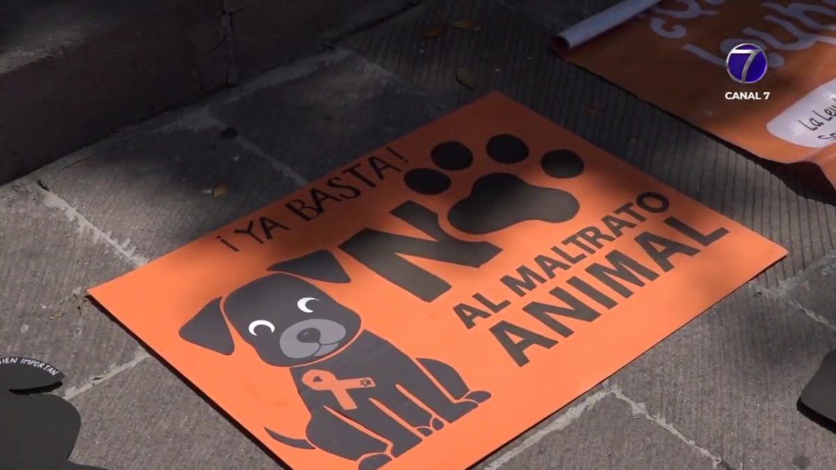 2,500 pesos y cuatro bultos de croquetas: el precio de la crueldad animal 1 Osvi0Parlamento