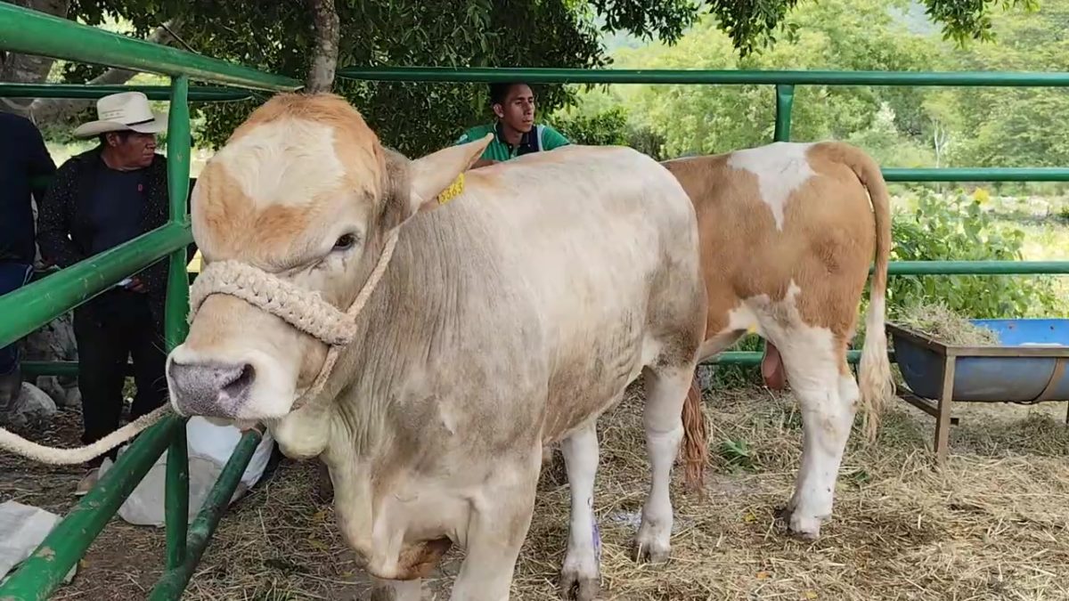 Destacan autoridades impacto de programa de mejoramiento genético de ganado en Santa Catarina 1 Xochi03MejoramientoGanadoSantaCatarina