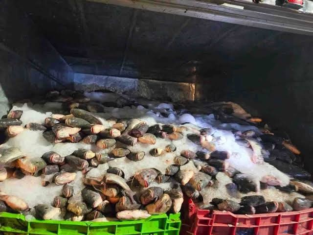 Conapesca aseguró 462 toneladas de producto pesquero ilegal durante junio 3 03 22