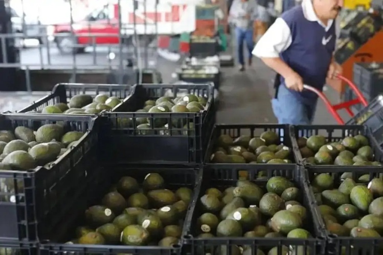 Habilitan 75% de los empaques de aguacate de Michoacán para exportar a EUA 3 03 8