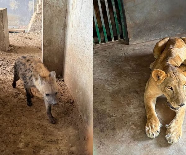 Aseguran 135 animales exóticos durante operativo contra el huachicol en Tamaulipas 7 07 25