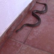 1FaunaSilvestre