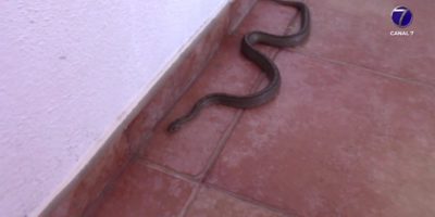 1FaunaSilvestre