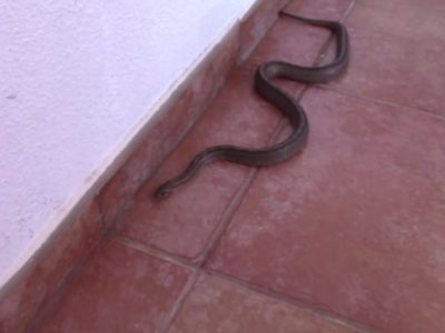 1FaunaSilvestre