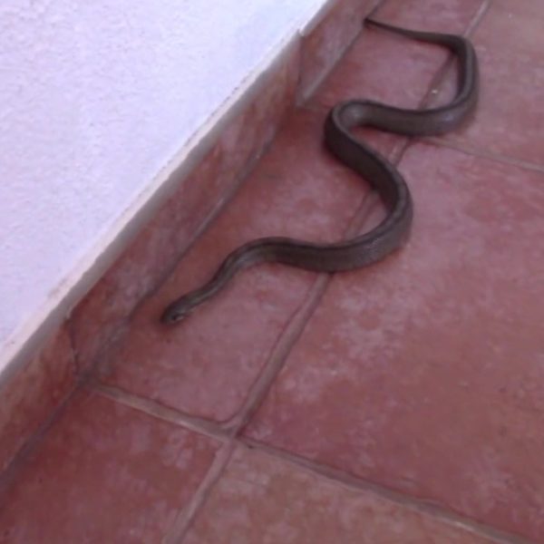 1FaunaSilvestre