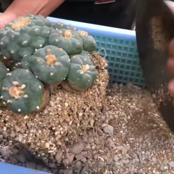 3CatorcePeyote