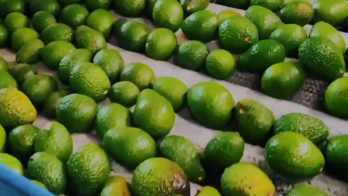 Economia02Aguacate