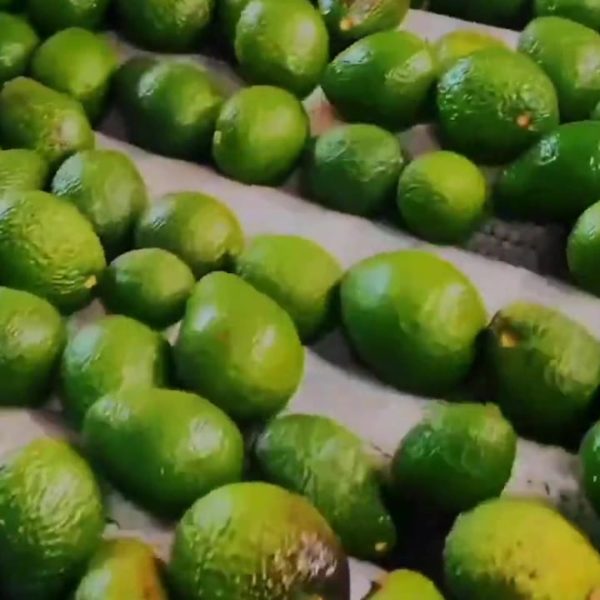 Economia02Aguacate