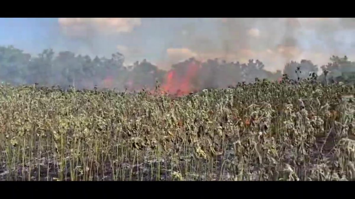Xochi02IncendioPastizal