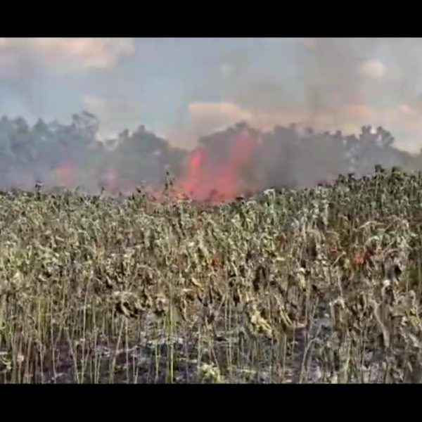 Xochi02IncendioPastizal