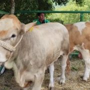 Subsidios de hasta 40% reportaron autoridades en la Expo Ganadera 10 Xochi02SantaCatarina
