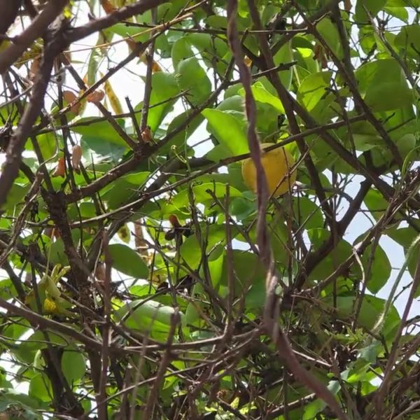 Impulsa SEDARH capacitación dirigida a citricultores, para contrarrestar plagas o enfermedades, durante la producción de naranja 4 Xochi09SEDARH